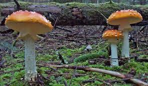 Decomposers