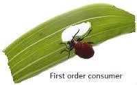 First-order consumer