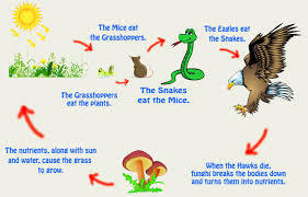 Food chain