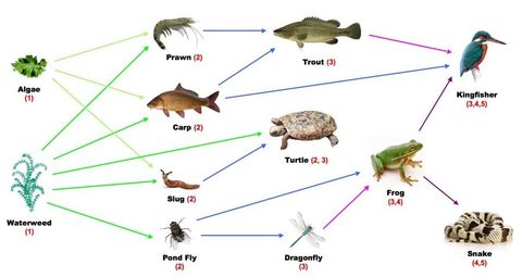 Food web