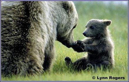 Omnivore