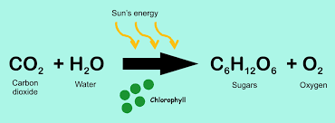 Photosynthesis