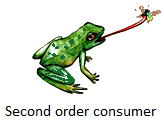 Second-order consumer