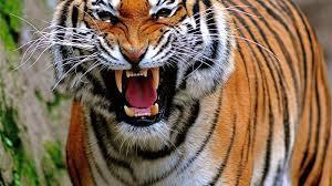 Examples Of Carnivores