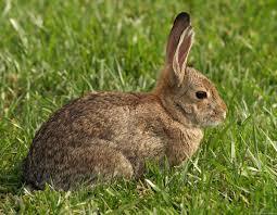 Example Of Herbivore
