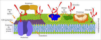 2. Membrana plasmatica.