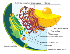 Organelo membranoso, formado por un conjunto de sacos aplanados, sus funciones son: