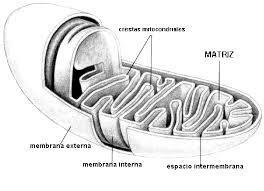 Mitocondria