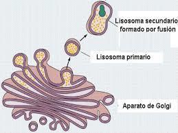 Lisosoma.