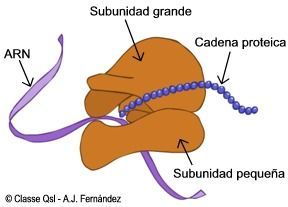 Ribosomas Retículo endoplásmico rugoso: Tiene ribosomas que se encargan de la síntesis de proteínas. celulares