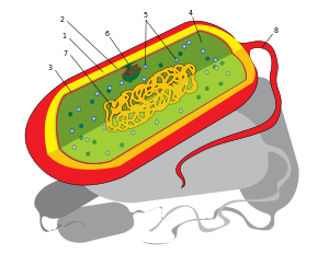 Mesosoma.