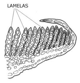 Lámelas