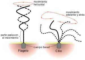 Flagelo