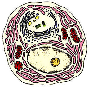 3.Nucleo.