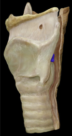 Lateral Larynx
