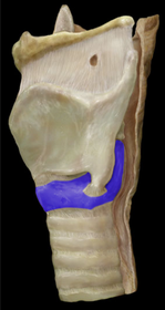 Cricoid Cartilage