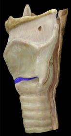 Cricothyroid Ligament