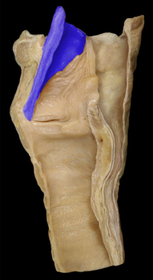 Epiglottis