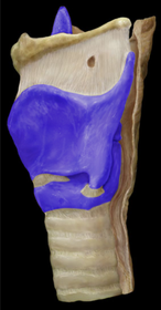 Laryngeal Cartilages