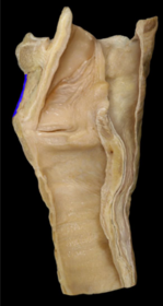 Thyrohyoid Membrane