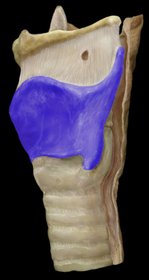 Thyroid Cartilage