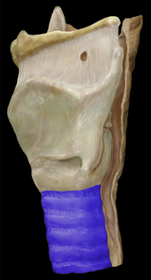 Trachea