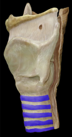 Tracheal Cartilage