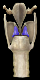 Posterior Larynx