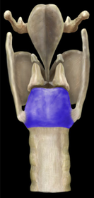 Cricoid Cartilage