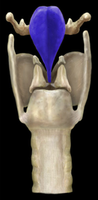 Epiglottis