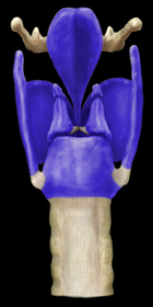 Laryngeal Cartilages