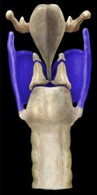 Thyroid Cartilage