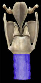 Trachea