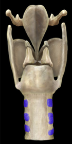 Tracheal Cartilage