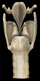 Vocal Ligament