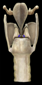 Vocal Process of Arytenoid Cartilage