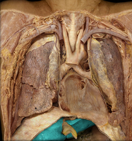 Liver