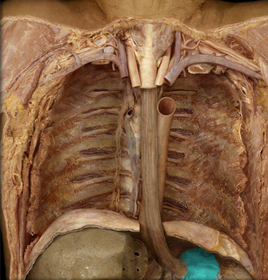 Stomach