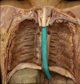 Thoracic Part of Esophagus