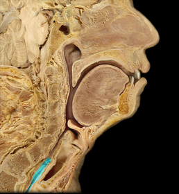 Esophagus