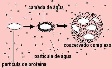 As proteínas formadas nos solos lamacentos e nos mares criaram coacervados, que talvez tenham sido o início da combinação de substâncias ...