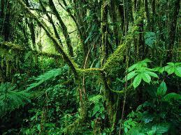 CLIMA ECUATORIAL SELVA