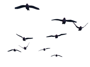 fly