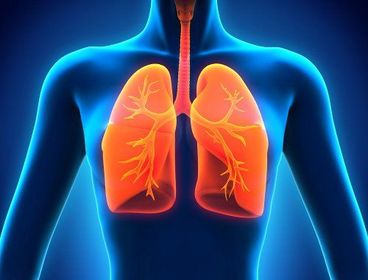 Pulmones