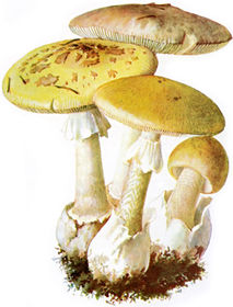 Um welchen giftigen Pilz handelt es sich hier?