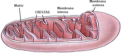 ¿Qué orgánulo representa este dibujo?