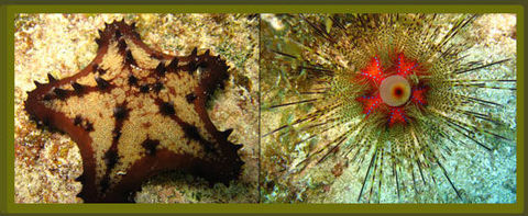 Las estrellas y erizos de mar pertenecen al grupo de los equinodermos (Phylum: Echinodermata). Tienen un esqueleto interno calcáreo (endo...