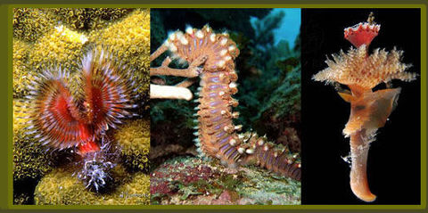 Las lombrices de tierra y los gusanos marinos, así como las sanguijuelas (Phylum: Annelida) son animales de cuerpo redondo y segmentado