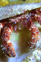 Los camarones y cangrejos (Subphylum: Crustacea)