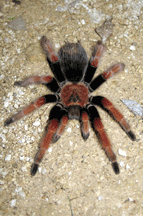 Los arácnidos (arañas, alacranes, garrapatas y ácaros) (Clase: Arachnida), tienen ocho patas, no tienen antenas, su cabeza no está difere...